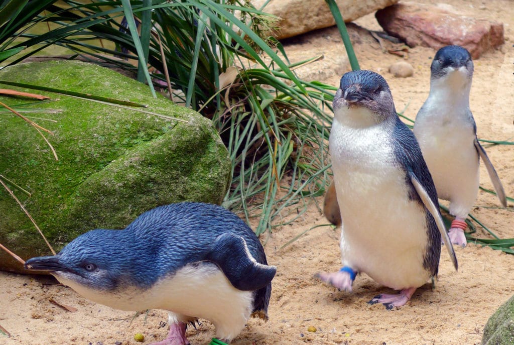 Phillip Islandのペンギンパレード