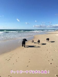 ドックビーチと呼ばれる犬が遊ぶエリアがあるのもゴールドコーストのような広いビーチならでは。