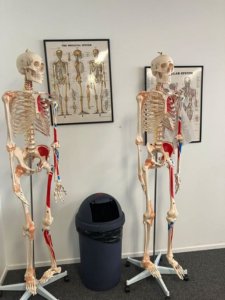 筋肉の組織図や骨格模型