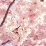 桜シーズン、間もなく到来！